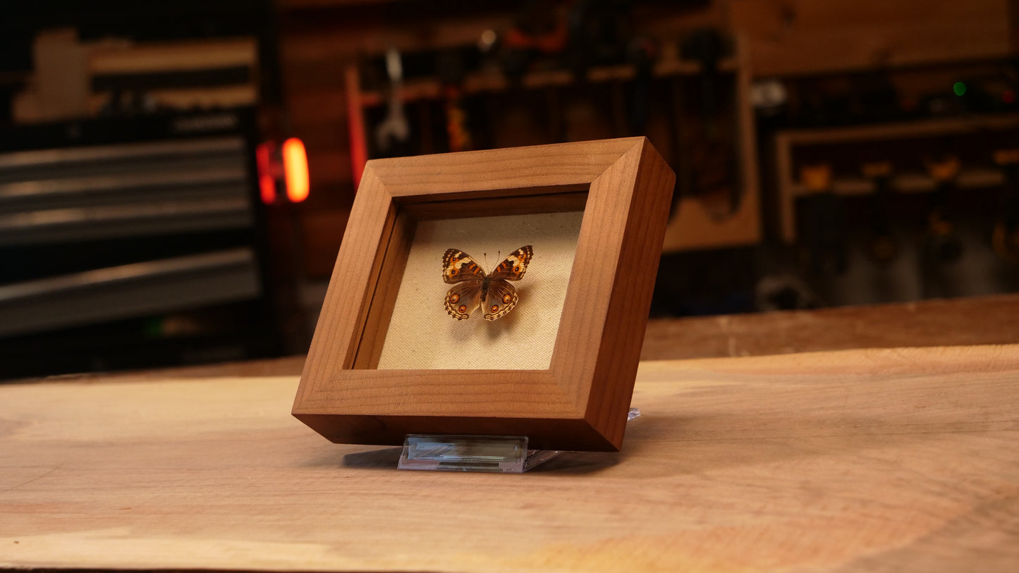 Junonia Orithya in Roasted Birch Shadowbox