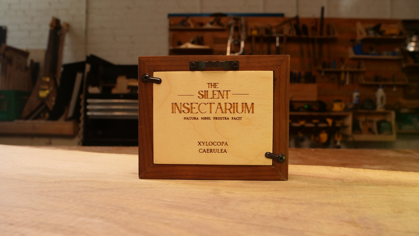 Xylocopa Caerulea in Roasted Birch Shadowbox