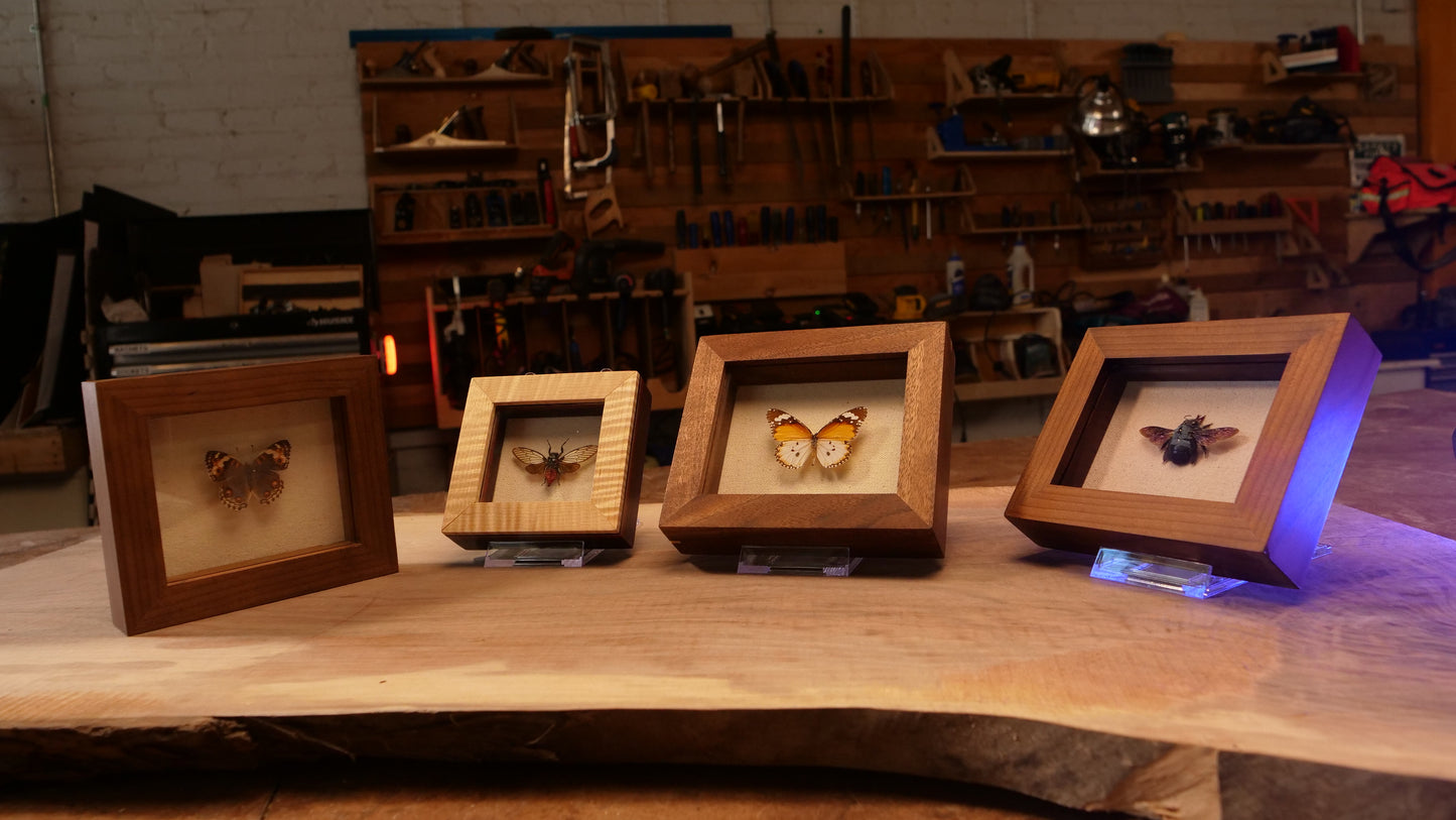 Danaus Chrysippus in Walnut Shadowbox