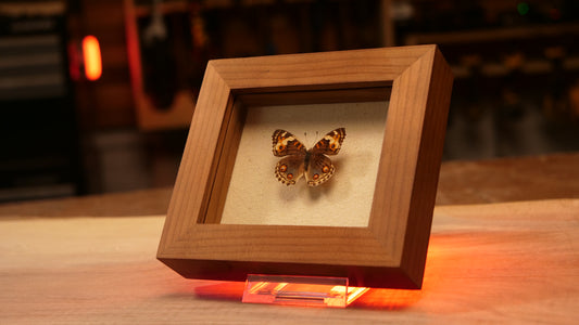 Junonia Orithya in Roasted Birch Shadowbox