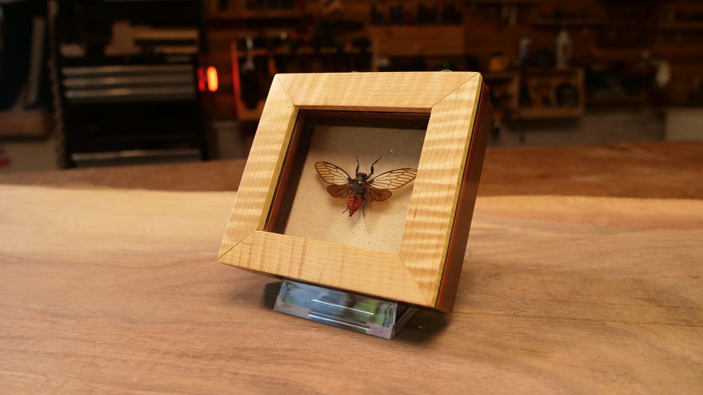 Huechys Incarnata in Guitar Neck Shadowbox