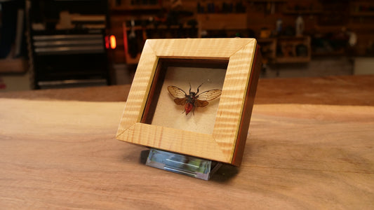 Huechys Incarnata in Guitar Neck Shadowbox