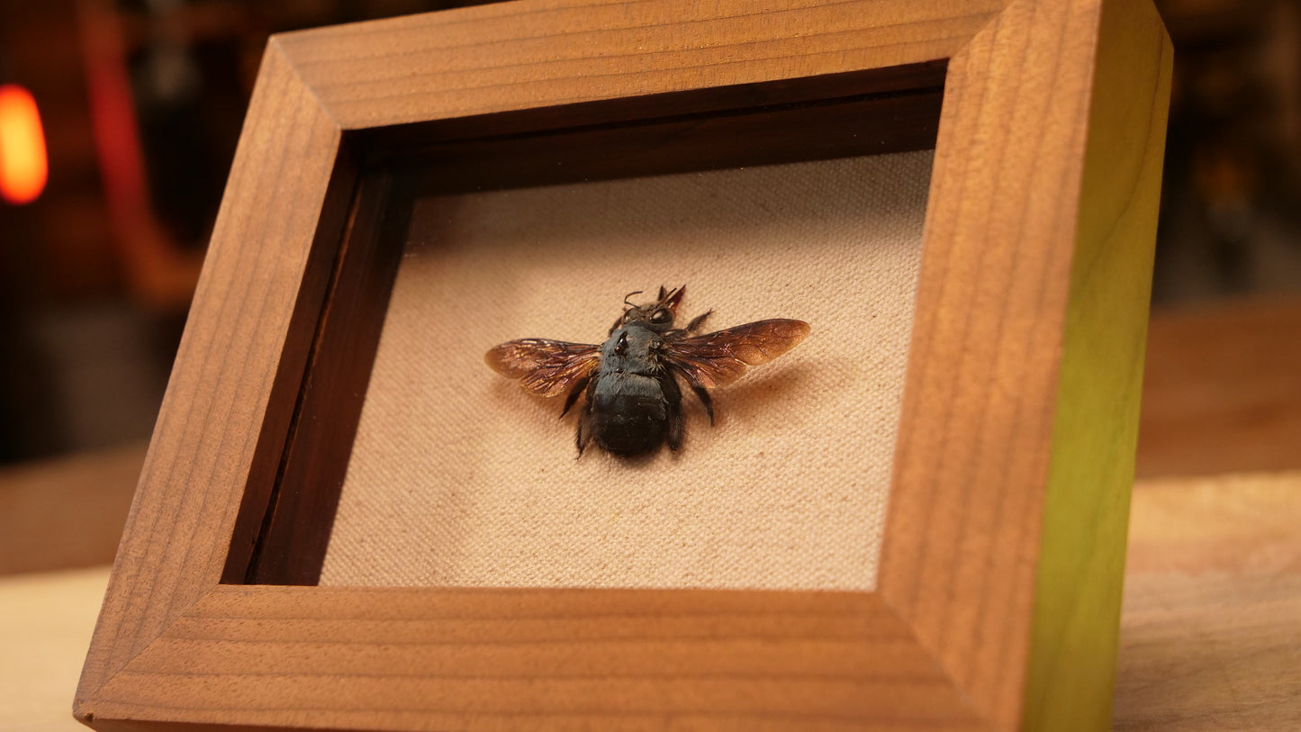Xylocopa Caerulea in Roasted Birch Shadowbox