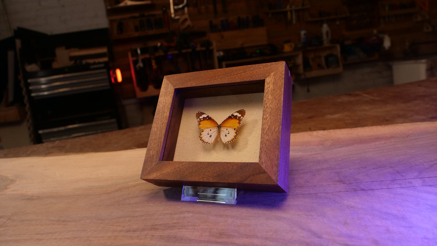 Danaus Chrysippus in Walnut Shadowbox