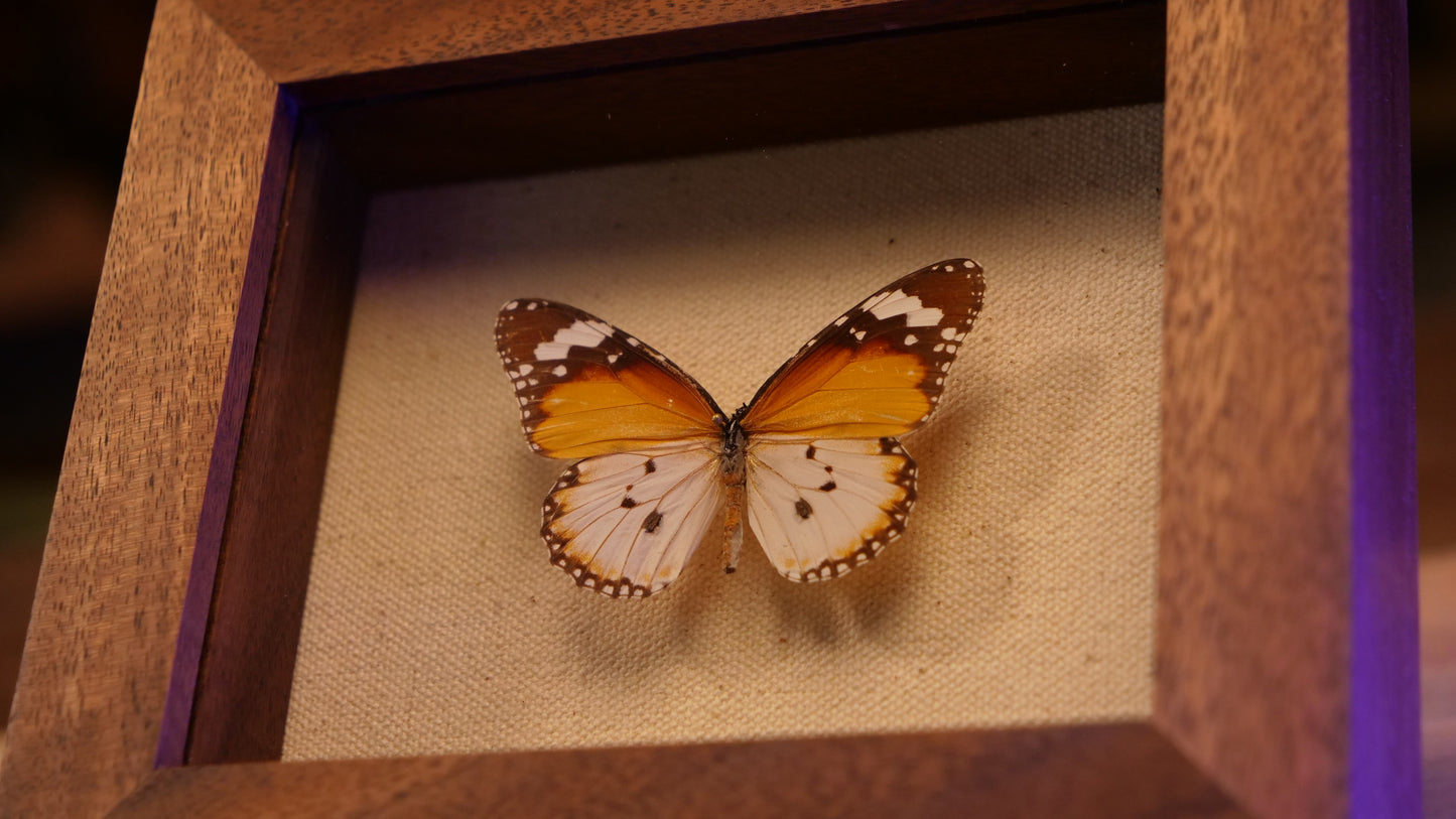 Danaus Chrysippus in Walnut Shadowbox