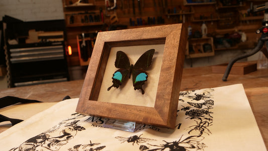 Papilio Paris in Bastogne Walnut Shadowbox