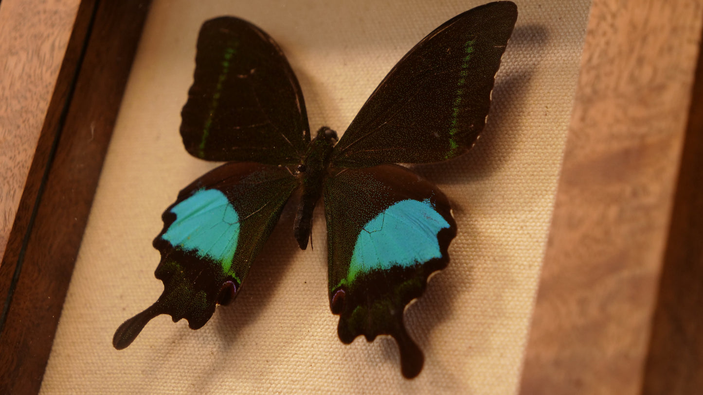 Papilio Paris in Bastogne Walnut Shadowbox